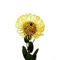 Pincushion - Leucospermum - Yellow